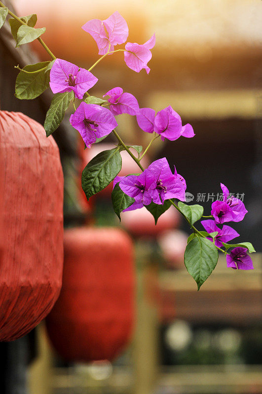 Bougainvillea and hanging red paper lanterns glowing in Chengdu,China